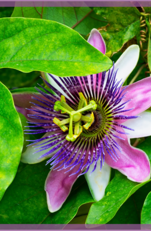 Passiflora