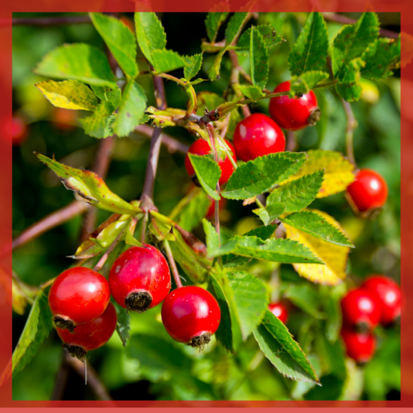 Rosa Canina