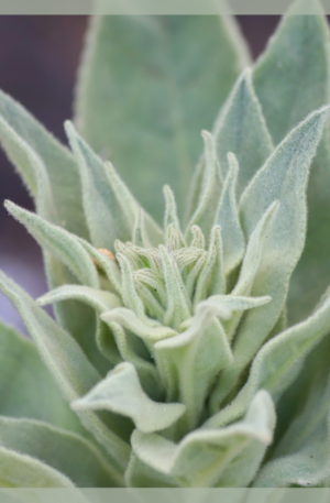Salvia Bianca (foglie)