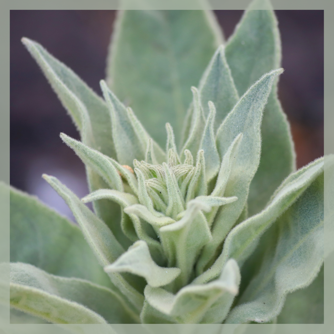 Salvia Bianca (foglie) – Nexus Arcanum