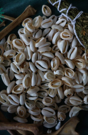 Conchiglie cowrie