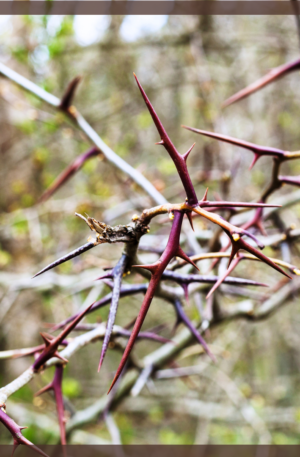 Acacia spinosa