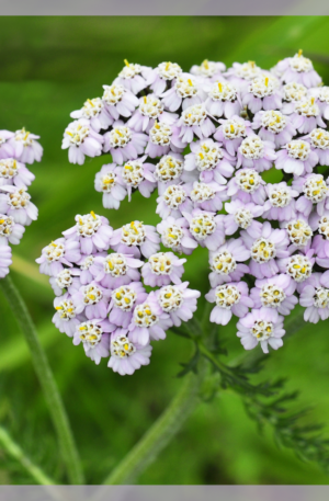 Achillea