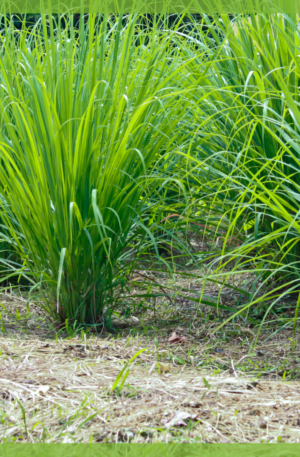 Citronella