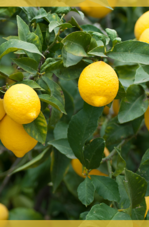 Limone