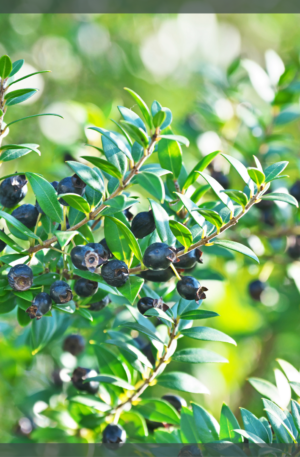 Mirto