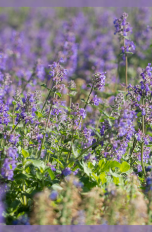 Erba Gatta (Nepeta cataria)