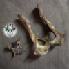 Volpe - Bacino - immagine 2